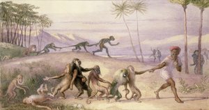 Le maniere e i costumi delle scimmie